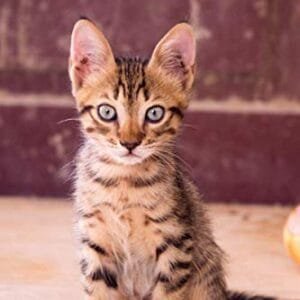Libro de salud mi gato: Registro de salud veterinaria | Le permite anotar y hacer un seguimiento de las citas con el veterinario | Registrar las vacunas y la información sobre su gato