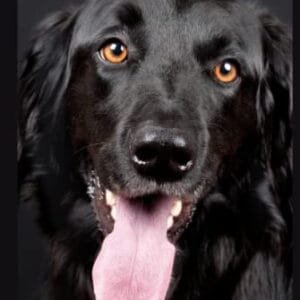 Sobre mi perro - Negro: Diario y Libro de Recuerdos| Registros de Salud y Cuidados del Perro| Registros de Vacunación y Medicación (Tabla de ... del Perro| Regalo para el Dueño del Perro