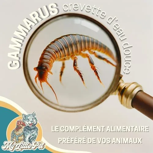 50g Gammarus | Proteínas +42% | Comida para Tortuga, Kui, Pescado, Reptiles | Camarón de Agua Dulce Seca | Bolsa resellable | Suplemento alimenticio Naturaleza | Marca Francesa - Image 3