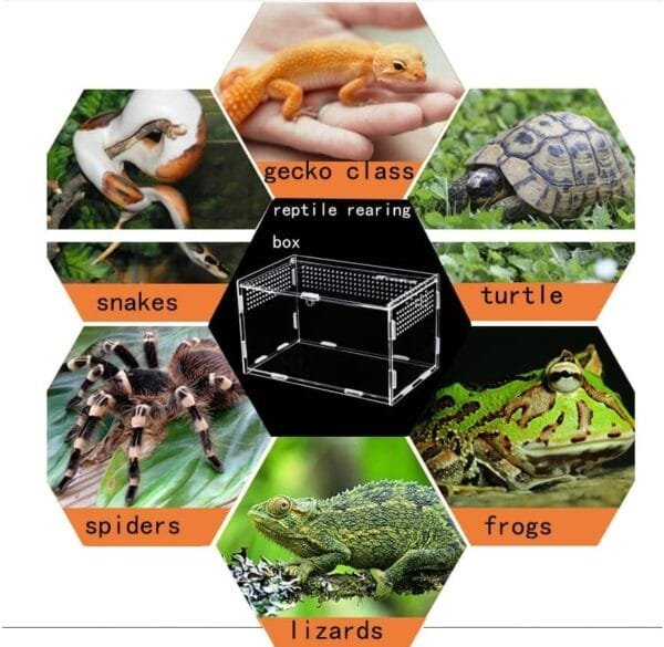 Topspitgo Terrario de Caracoles,Caja de Transparente Transporte de Acrílico,Terrario de para Caracoles Arañas Gecko Hámster Serpientes Tortugas Reptiles Portátiles de Alimentación de Insectos - Image 3