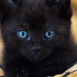 Libro de salud mi gato: Registro de salud veterinaria | Le permite anotar y hacer un seguimiento de las citas con el veterinario | Registrar las vacunas y la información sobre su gato