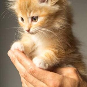 La salud de mi gato: Registro de salud veterinaria | Le permite anotar y hacer un seguimiento de las citas con el veterinario | Registrar las vacunas y la información sobre su gato