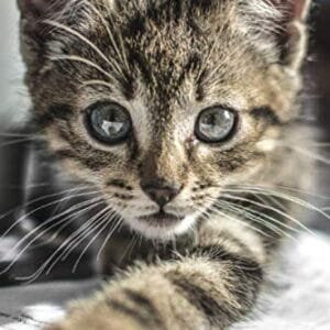 Libro de salud mi gato: Registro de salud veterinaria | Le permite anotar y hacer un seguimiento de las citas con el veterinario | Registrar las vacunas y la información sobre su gato