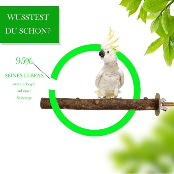 Perchas para pájaros, 5 unidades, accesorios naturales para pájaros, como periquitos, canarios, agapornidos, barras de madera natural para el pájaro como accesorio importante para pájaros en la jaula - Image 4
