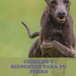 Cuidado Y Bienestar Para Tu Perro: Los 20 Problemas De Salud Y Cómo Prevenirlos