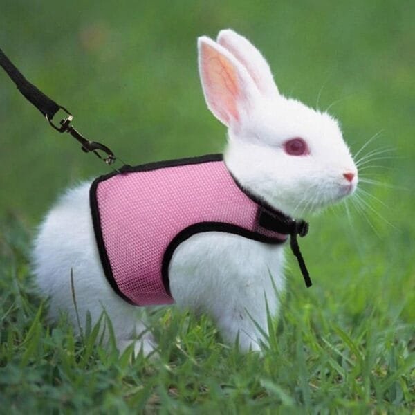 LuLiyLdJ Arnés de Conejo Enano Rosa, Correas de Conejo, Accesorios de Conejo, cómodo arnés de Conejo con Correa elástica para hámsters Rata Erizo ratón pequeños Animales (M) - Image 5