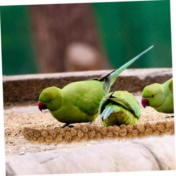 Yardwe 1 Juego Comida De Mijo Loro Comida Natural para Periquitos Comida para Loros Golosina para Masticar Loros Comida para Periquitos y Pájaros Golosinas para Pájaros Espigas De Grano - Image 8