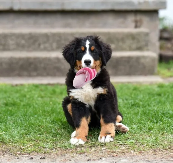 FuninCrea Juguete de Peluche para Perros, Bonitas Zapatillas de Casa Juguetes Interactivos, para Perros Medianos y Cachorros Juguete para Morder para Reducir el Aburrimiento (Rosa) - Image 5