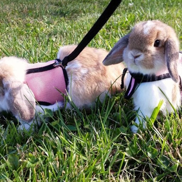 LuLiyLdJ Arnés de Conejo Enano Rosa, Correas de Conejo, Accesorios de Conejo, cómodo arnés de Conejo con Correa elástica para hámsters Rata Erizo ratón pequeños Animales (M) - Image 6