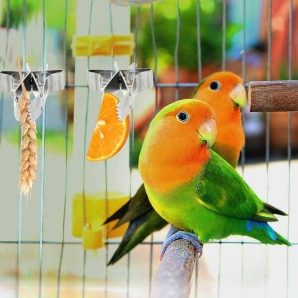 5pcs Comedero para Pajaros Clip de Alimentación para Loros Aves Comida Titular Abrazadera Accesorios Jaula de Pájaros Clip de Comida para Loros Canarios Periquitos - Image 4