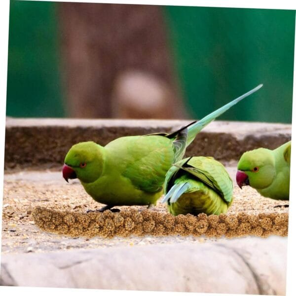 HAPINARY 1 Juego De Comida para Loros Y Mijo Suministros De Comida para Pájaros Granos Naturales Portátiles Cacatúa Granos Naturales Comida para Loros Granos Naturales para Loros - Image 9