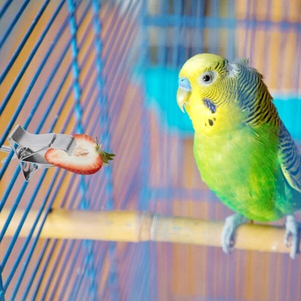 5pcs Comedero para Pajaros Clip de Alimentación para Loros Aves Comida Titular Abrazadera Accesorios Jaula de Pájaros Clip de Comida para Loros Canarios Periquitos - Image 2