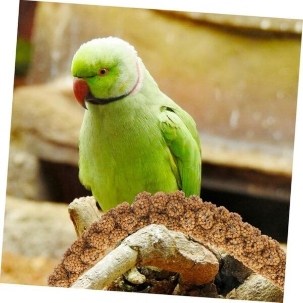 Yardwe 1 Juego Comida De Mijo Loro Comida Natural para Periquitos Comida para Loros Golosina para Masticar Loros Comida para Periquitos y Pájaros Golosinas para Pájaros Espigas De Grano - Image 3