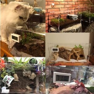 Vinnykud Caja de Alimentación de Insectos Recipiente para Animales pequeños Reptil acrílico Transparente arañas,escarabajos,lagartijas,Escorpiones,ciempiés y Ranas cornudas geco Prevenir Huir diseño