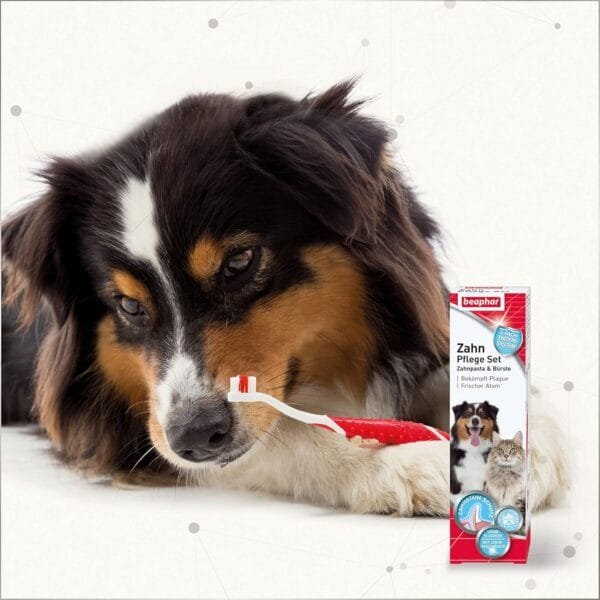 beaphar Juego de Cuidado Dental y Cepillo de Dientes para Perros Grandes y pequeños para Gatos, con Sabor a hígado, sin flúor, 1 Cepillo y 1 Pasta de Dientes - Image 4