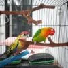 5PCS Perchas de Pájaros, Perca de Pájaro de Madera Natural, Soporte para Plataforma de Pájaros Pequeños, Juguetes para Periquitos, Accesorio para Jaulas de Pájaros para Cacatúas Agapornis - Image 3