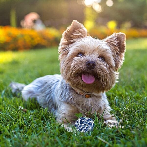 20 piezas de juguete para perros,Juguete para masticar cuerda de juguete interactivo perro bola de cuerda,Juguete interactivo perro de algodón seguro y no tóxico puede limpiar los dientes de perro - Image 3