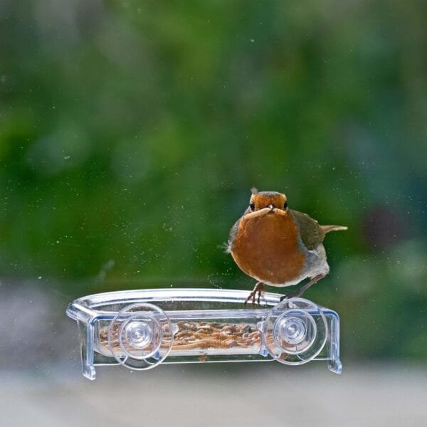 Charola de Comida para pájaros con Texto en inglés I Love Robins, se adhiere a la Ventana - Image 5
