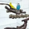 5PCS Perchas de Pájaros, Perca de Pájaro de Madera Natural, Soporte para Plataforma de Pájaros Pequeños, Juguetes para Periquitos, Accesorio para Jaulas de Pájaros para Cacatúas Agapornis - Image 7