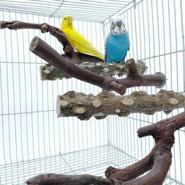 5PCS Perchas de Pájaros, Perca de Pájaro de Madera Natural, Soporte para Plataforma de Pájaros Pequeños, Juguetes para Periquitos, Accesorio para Jaulas de Pájaros para Cacatúas Agapornis - Image 7