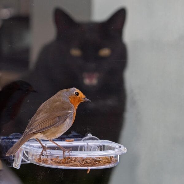 Charola de Comida para pájaros con Texto en inglés I Love Robins, se adhiere a la Ventana - Image 6