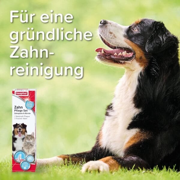 beaphar Juego de Cuidado Dental y Cepillo de Dientes para Perros Grandes y pequeños para Gatos, con Sabor a hígado, sin flúor, 1 Cepillo y 1 Pasta de Dientes - Image 5