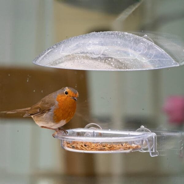 Charola de Comida para pájaros con Texto en inglés I Love Robins, se adhiere a la Ventana - Image 7