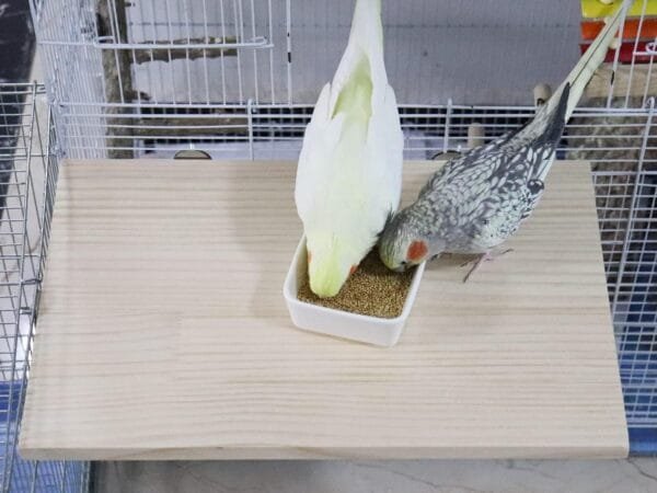 40 x 26 cm Asiento grande de madera natural para pájaros, accesorios para jaulas de animales pequeños, poste rectangular para loros, periquitos, cacatúas, ratas, hámsters y cobayas - Image 2