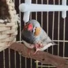 5PCS Perchas de Pájaros, Perca de Pájaro de Madera Natural, Soporte para Plataforma de Pájaros Pequeños, Juguetes para Periquitos, Accesorio para Jaulas de Pájaros para Cacatúas Agapornis - Image 9