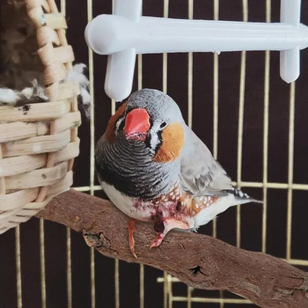 5PCS Perchas de Pájaros, Perca de Pájaro de Madera Natural, Soporte para Plataforma de Pájaros Pequeños, Juguetes para Periquitos, Accesorio para Jaulas de Pájaros para Cacatúas Agapornis - Image 9