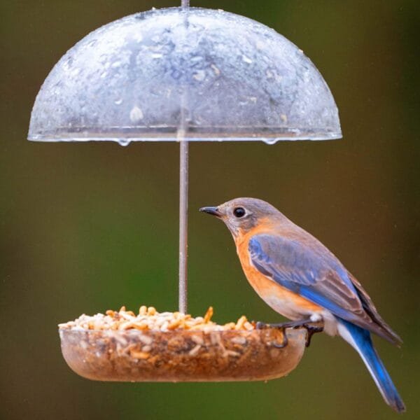 Comedero para pájaros Transparente con Forma de cúpula de Lluvia de 15 cm con Texto en inglés I Love Robins Rellena con Semillas de pájaros o Gusanos de Comida. - Image 4