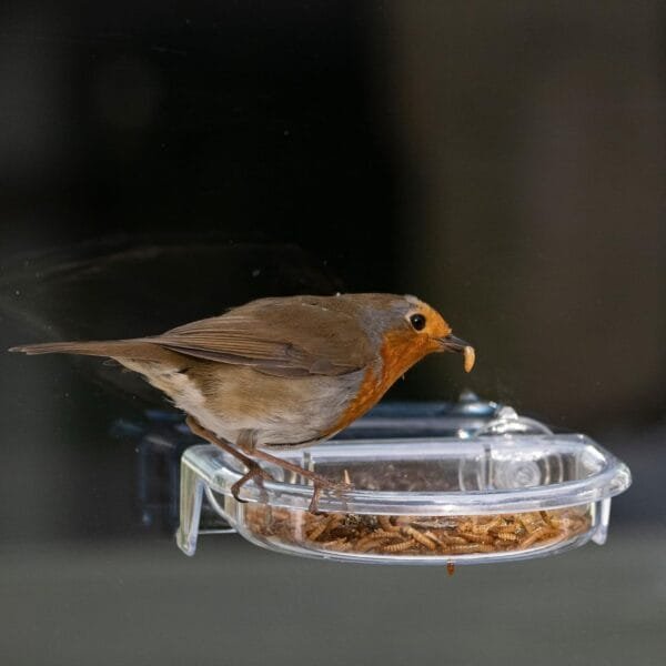 Charola de Comida para pájaros con Texto en inglés I Love Robins, se adhiere a la Ventana - Image 4