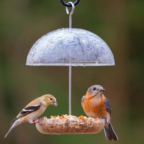 Comedero para pájaros Transparente con Forma de cúpula de Lluvia de 15 cm con Texto en inglés I Love Robins Rellena con Semillas de pájaros o Gusanos de Comida. - Image 2