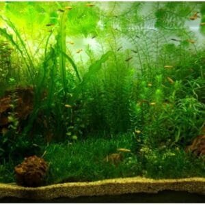 Fondo del Acuario Cartel Verde Agua Hierba Estilo acuático Fondo del Tanque de Peces Decoración Adhesiva de PVC Papel de la pecera Papel Tapiz Decoración(76 * 30cm)